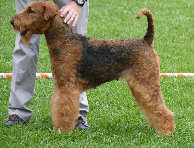 Airedale Terrier