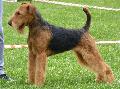 Airedale Terrier