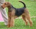 Airedale Terrier