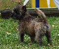 Cairn Terrier