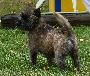 Cairn Terrier