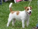 Cães