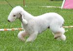 Cães