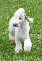 Cães