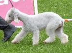 Bedlington Terrier
