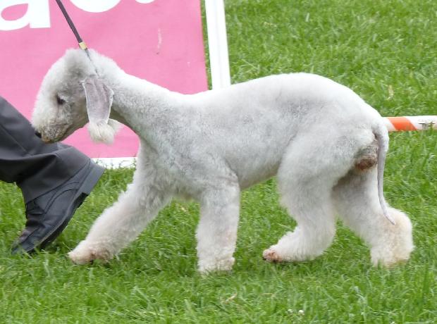Bedlington Terrier