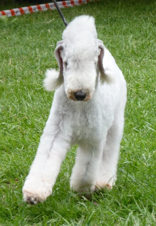 Bedlington Terrier