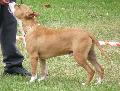 American Staffordshire Terrier