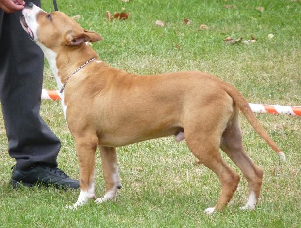 American Staffordshire Terrier