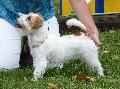 Jack Russel Terrier