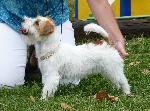 Cães