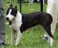 American Staffordshire Terrier