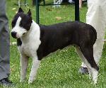 Cães