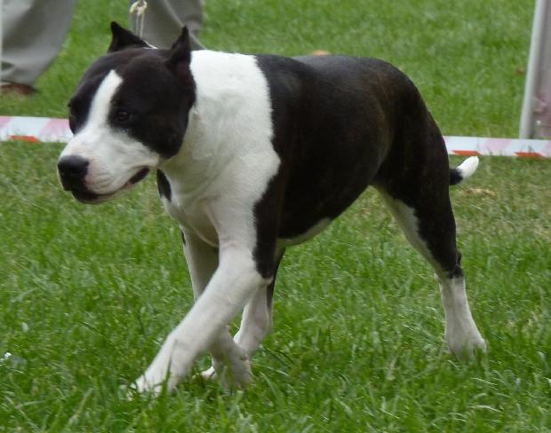 American Staffordshire Terrier