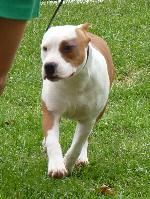 Cães