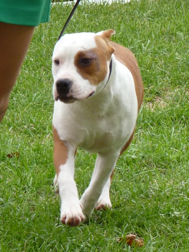 American Staffordshire Terrier