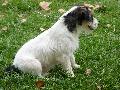 Jack Russel Terrier