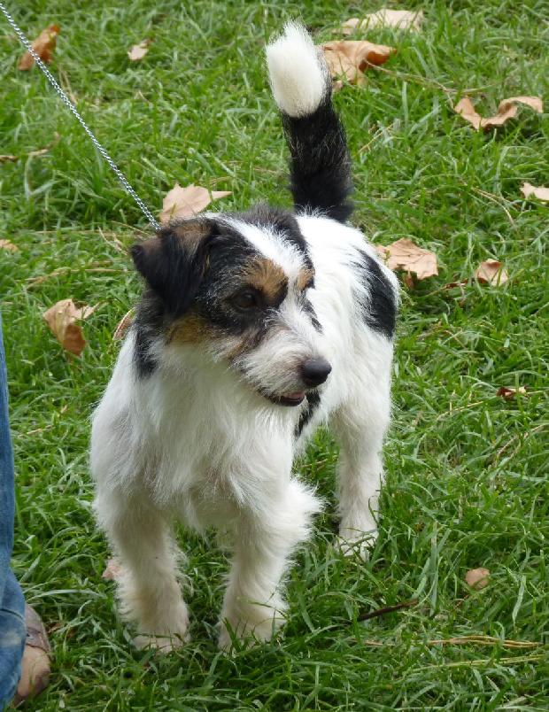 Jack Russel Terrier