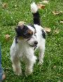 Jack Russel Terrier