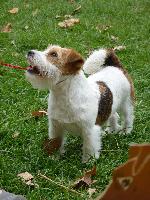 Cães