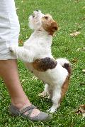 Jack Russel Terrier