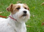 Cães