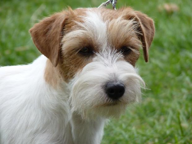 Jack Russel Terrier
