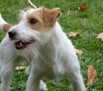 Cães