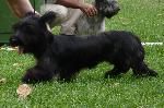 Cães