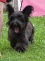 Skye Terrier