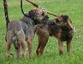 Border Terrier