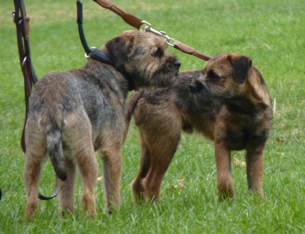 Border Terrier