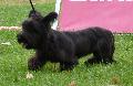 Skye Terrier