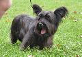 Skye Terrier