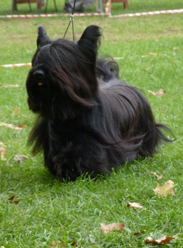 Skye Terrier