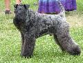 Kerry Blue Terrier