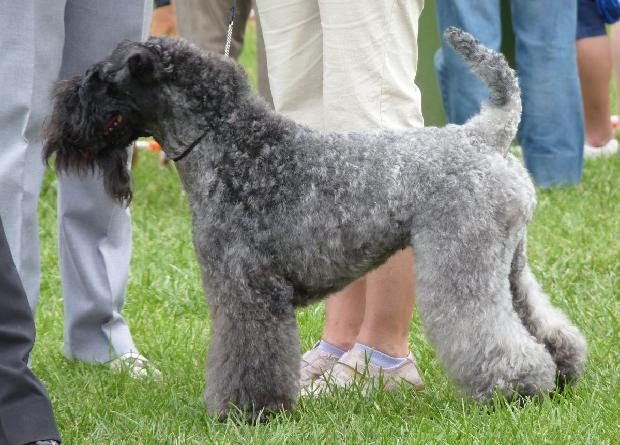 Kerry Blue Terrier