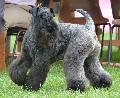 Kerry Blue Terrier