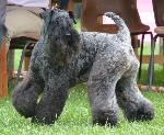 Cães