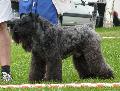 Kerry Blue Terrier