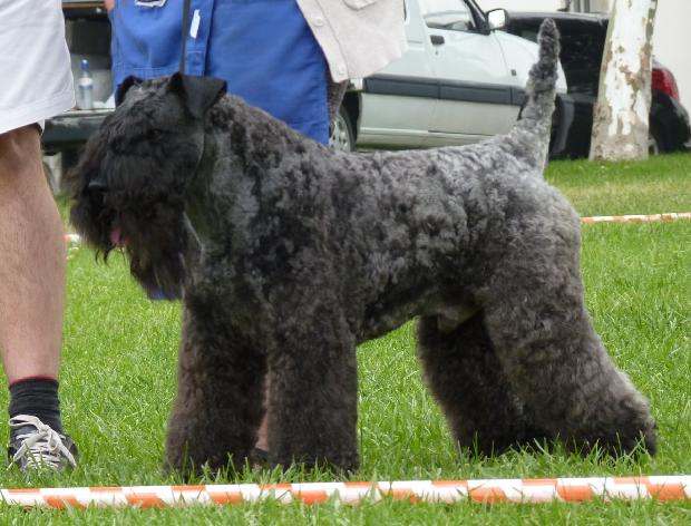 Kerry Blue Terrier