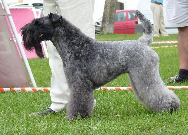 Kerry Blue Terrier