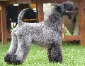 Kerry Blue Terrier