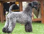 Cães