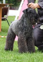Cães