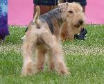 Cães