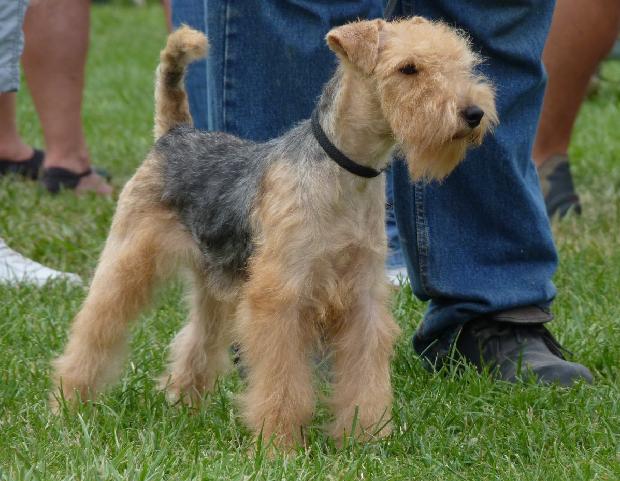 Lakeland Terrier