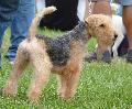 Lakeland Terrier