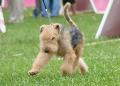 Lakeland Terrier