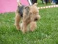 Lakeland Terrier